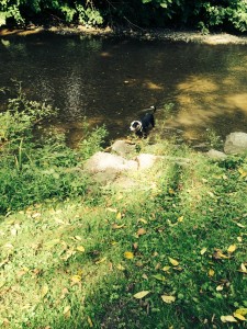 Dogs Love the Creek - Catharine Cottages/Watkins Glen, New York